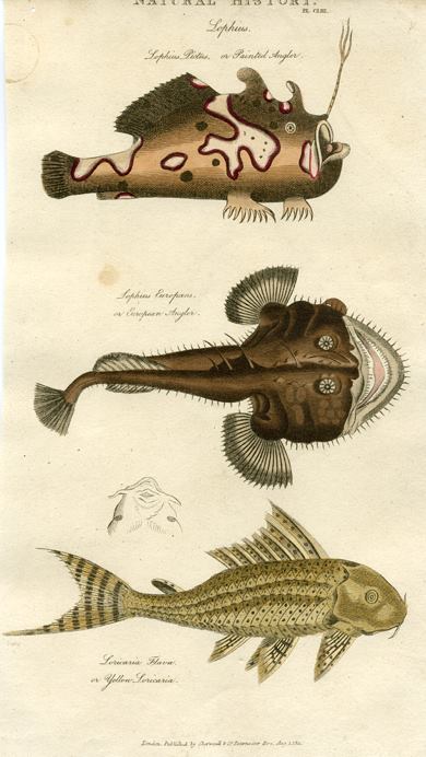 Painted Angler, European Angler & Yellow Loricaria, 1819