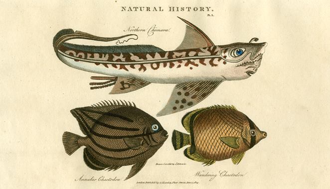 Northern Chimaera & Chaetodon, 1819