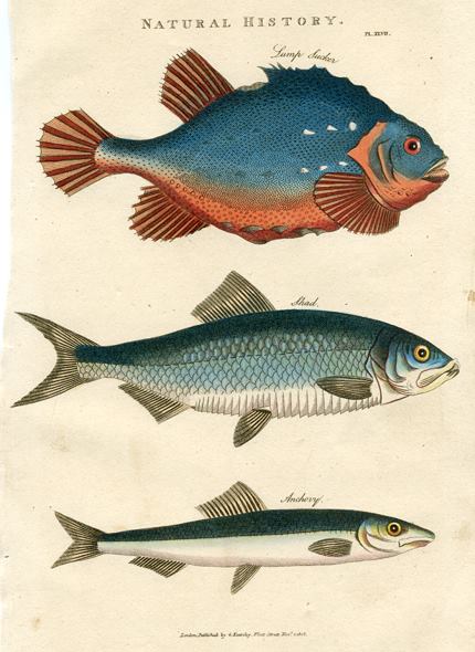 Lump Sucker, Shad & Anchovy, 1819