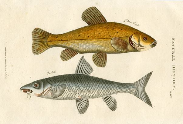 Golden Tench & Barbel, 1819