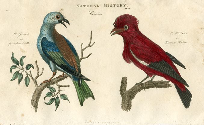 Birds - Garrulous Roller & Crimson Roller 1819