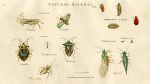 Insects - Cicada, Cimex, etc.,  1819