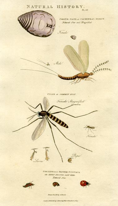 Insects - Cochneal Insect, Gnat, Ladybird,  1819