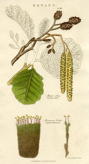 Common Alder & Frizzled Bartramia, 1819