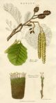 Common Alder & Frizzled Bartramia, 1819