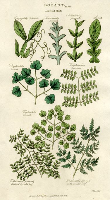 Leaves of Plants, 1819