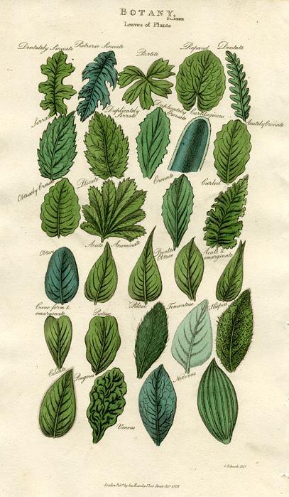 Leaves of Plants, 1819