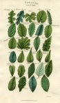 Leaves of Plants, 1819