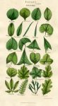 Leaves of Plants, 1819