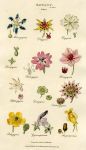 Flowers, - Orders, 1819