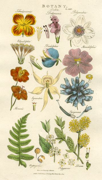 Flowers, - Orders, 1819