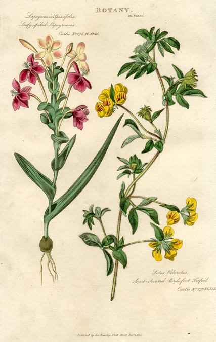 Leafy spiked Lapeyrousia & Birds-foot Trefoil, 1819