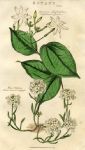 Jasmine & Candytuft, 1819