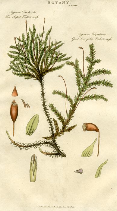 Feather-moss, 1819