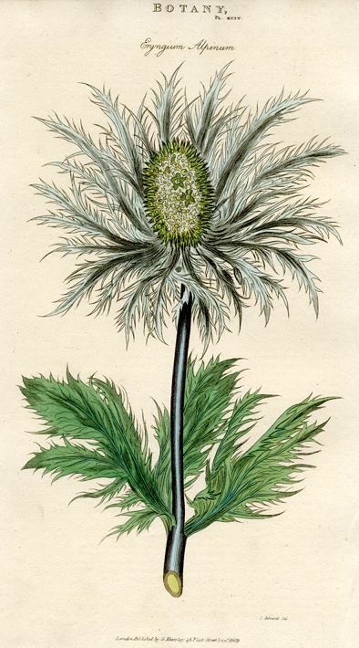 Eryngium Alpinum, 1819