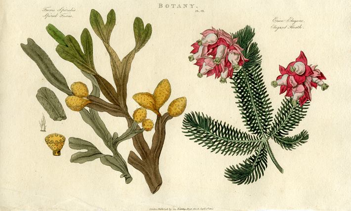 Spiral Fucus & Elegant Heath, 1819