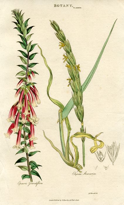 Epacris Grandiflora & Elymus Arenarius, 1819