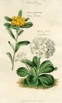 Daphne Pultenaea & Snowy Primrose, 1819