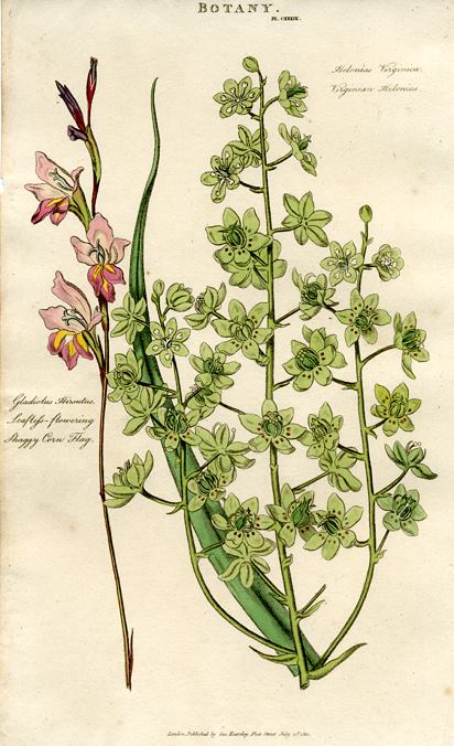 Corn Flag & Virginian Helonias, 1819