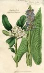 Glossy-Leaved Pittosporum & Hard-leaved Pontederia, 1819