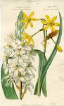 Milk-white Star of Bethlehem & Tonquil scented Narcissus, 1819