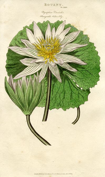 Changeable Waterlily, 1819