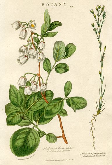 Oval-leaved Andromeda & Level-topped Sandwort, 1819