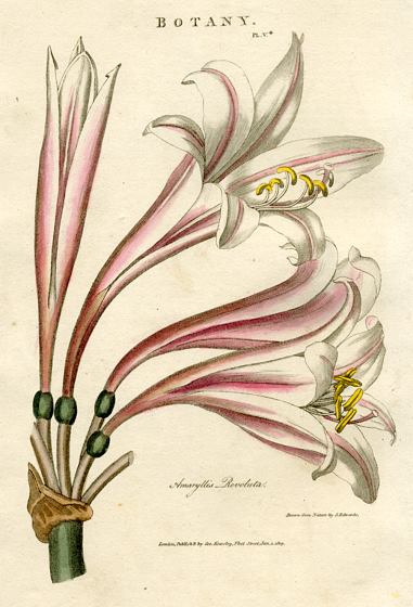 Amaryllis Revoluta, 1819