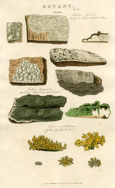 Lichen, 1819