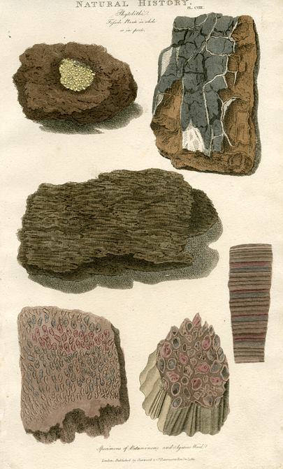 Fossil Plants, 1819