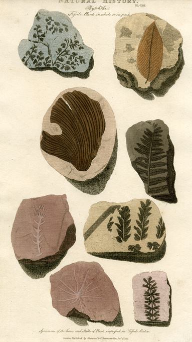 Fossil Plants, 1819