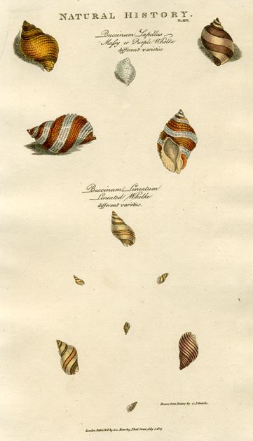 Shells, 1819