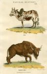 Zebu & European Bison, 1819