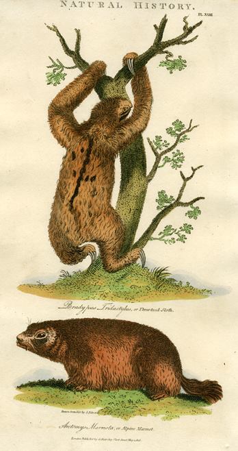 Three-toed Sloth & Alpine Marmot, 1819