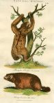 Three-toed Sloth & Alpine Marmot, 1819