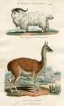 Long Horned Whidaw Goat & Glama Camel, 1819