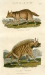 Jackal & Striped Hyena, 1819