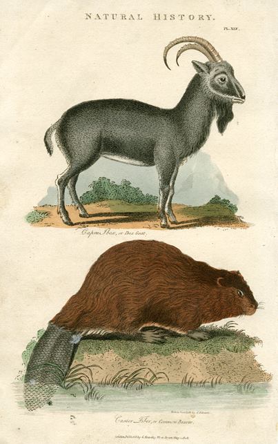 Ibex Goat & Common Beaver, 1819