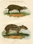 Acuschy & Spotted Cavy, 1819