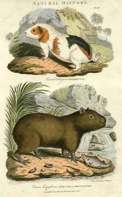 Variegated Cavy & Thick Nosed Tapir, 1819