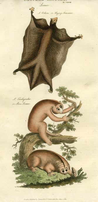 Lemurs, 1819