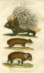 Crested or Common Porcupine & Hyrax, 1819