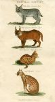 Lynx, Cat & Ocelot, 1819