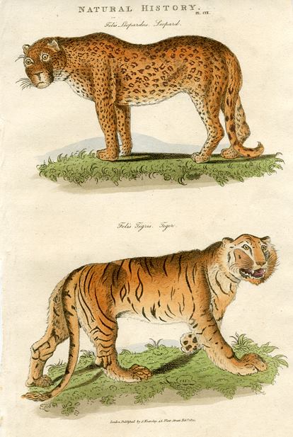 Leopard (unhappy) & Tiger, 1819