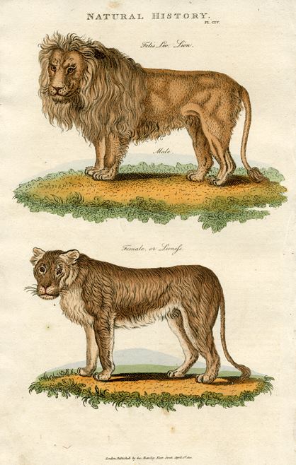 Lion & Lioness, 1819