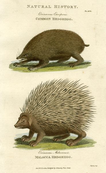 Hedgehogs, 1819