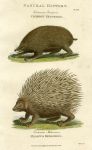 Hedgehogs, 1819