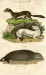Stoat, Ermine & Sea Otter, 1819