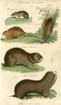 Mouse & Rat, 1819