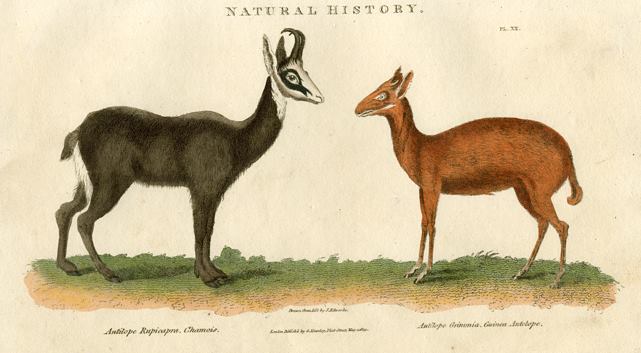 Chamois & Guinea Antelope, 1819